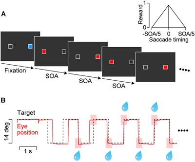 Temporal Generalization of Synchronized Saccades Beyond the Trained Range in Monkeys